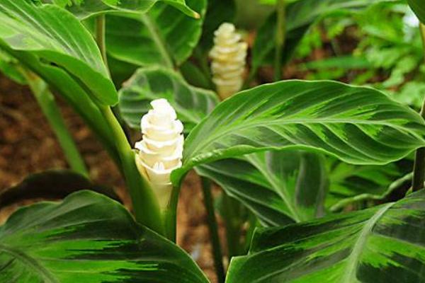 天鹅绒竹芋什么时候开花(几月) 天鹅绒竹芋不开花怎么办
