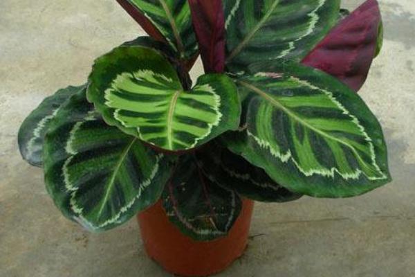 天鹅绒竹芋什么时候开花(几月) 天鹅绒竹芋不开花怎么办