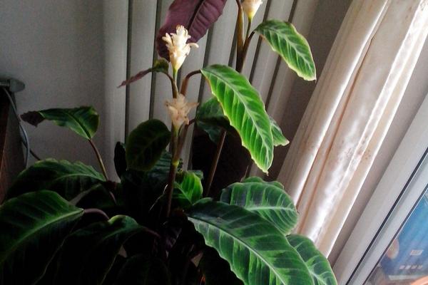 天鹅绒竹芋什么时候开花(几月) 天鹅绒竹芋不开花怎么办