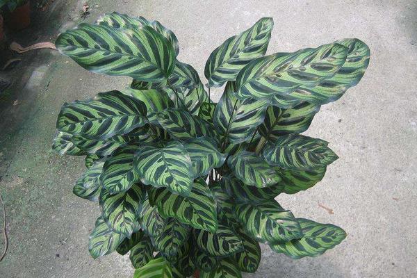 天鹅绒竹芋什么时候开花(几月) 天鹅绒竹芋不开花怎么办