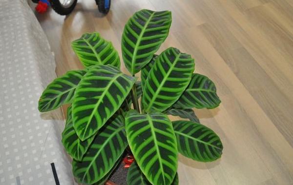 天鹅绒竹芋什么时候开花(几月) 天鹅绒竹芋不开花怎么办