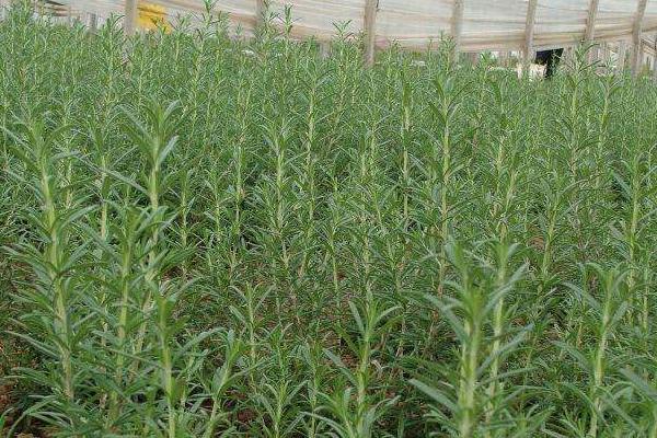 迷迭香种植方法与注意事项 迷迭香的修剪技巧