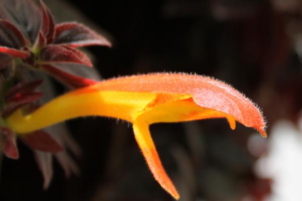 鲸鱼花怎么养 鲸鱼花养殖方法与注意事项