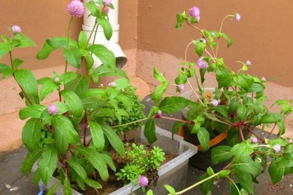 千日红和红巧梅的区别是什么 千日红怎么扦插