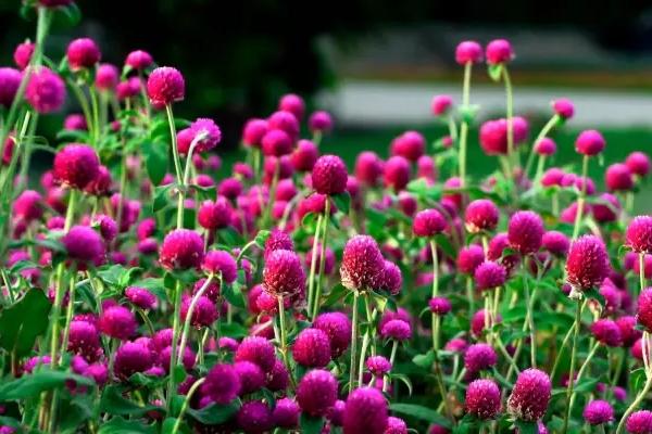 千日红怎么种  千日红种植方法与注意事项