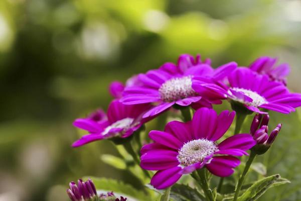 瓜叶菊什么时候开花(花期是几月) 瓜叶菊一年开几次花