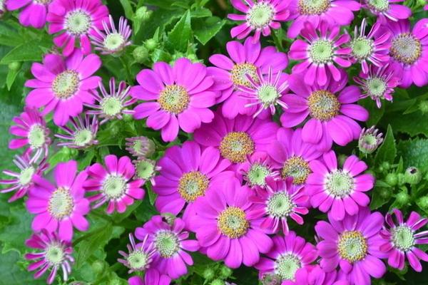 瓜叶菊什么时候开花(花期是几月) 瓜叶菊一年开几次花