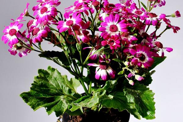 瓜叶菊什么时候开花(花期是几月) 瓜叶菊一年开几次花