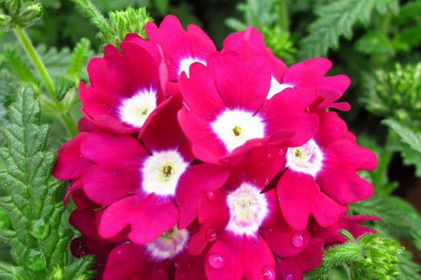 美女樱怎么种 美女樱种植方法与注意事项