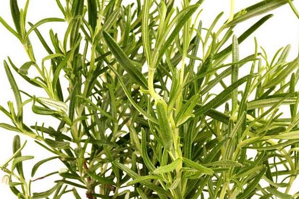 迷迭香是什么味道(好闻吗) 迷迭香怎么用