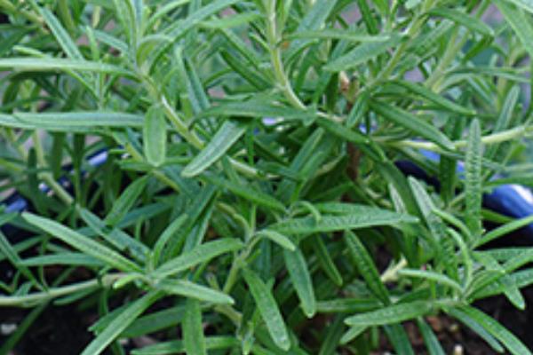 迷迭香是什么味道(好闻吗) 迷迭香怎么用