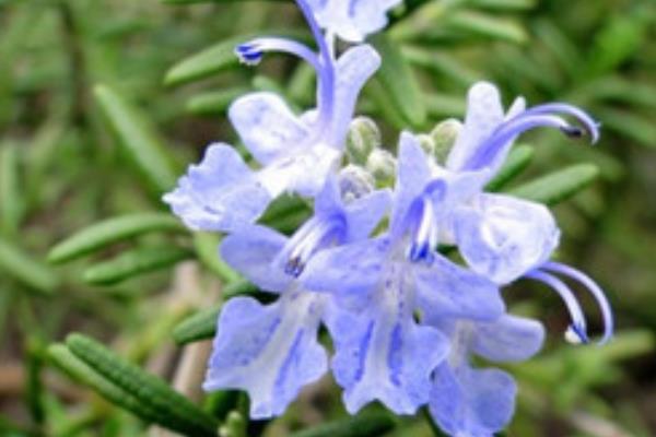 迷迭香什么时候开花(几月) 鼠尾草和迷迭香的差别