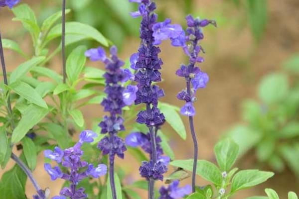 迷迭香什么时候开花(几月) 鼠尾草和迷迭香的差别