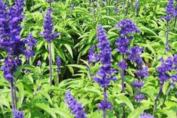 迷迭香什么时候开花(几月) 鼠尾草和迷迭香的差别