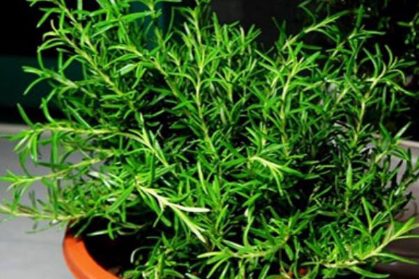 迷迭香什么时候开花(几月) 鼠尾草和迷迭香的差别