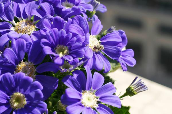 瓜叶菊多久浇一次水  瓜叶菊养护的四个阶段