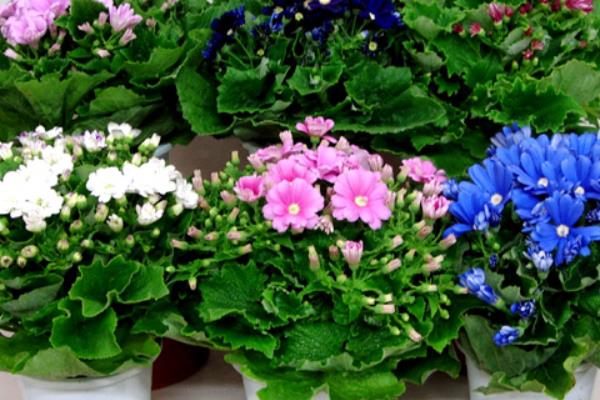 瓜叶菊多久浇一次水 瓜叶菊养护的四个阶段