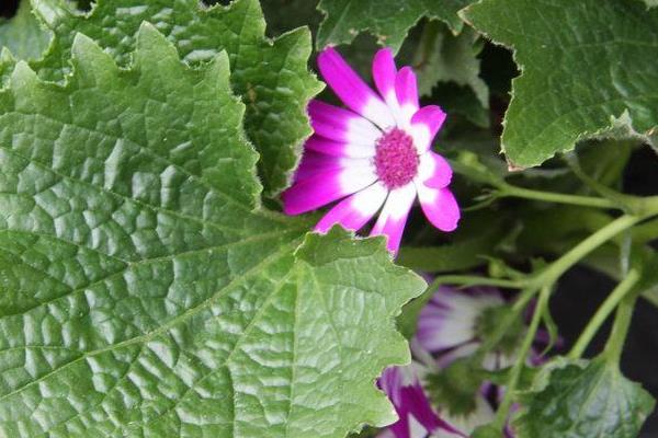 瓜叶菊市场价格多少钱一盆  瓜叶菊的家庭养护方法