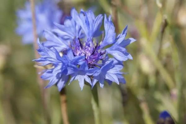 矢车菊图片大全 矢车菊的花语