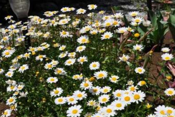 白晶菊怎么种 白晶菊的种植方法与注意事项