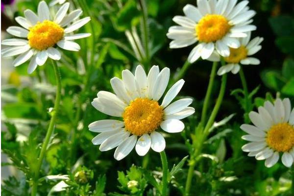 白晶菊怎么种 白晶菊的种植方法与注意事项