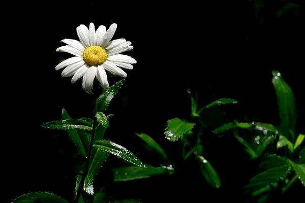 白晶菊怎么种 白晶菊的种植方法与注意事项