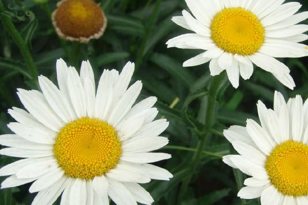 白晶菊怎么种 白晶菊的种植方法与注意事项