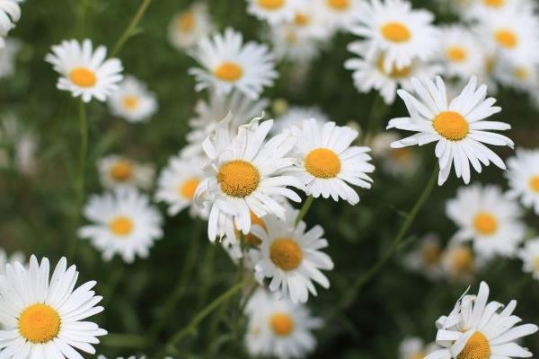 白晶菊怎么种 白晶菊的种植方法与注意事项