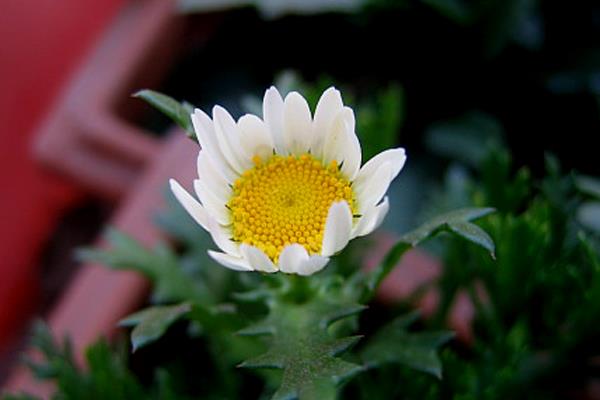 白晶菊怎么浇水(多久浇一次) 白晶菊怎么养能够爆盆