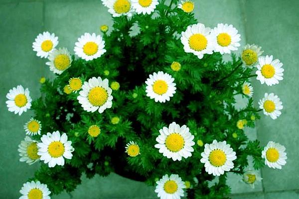 白晶菊怎么浇水(多久浇一次) 白晶菊怎么养能够爆盆