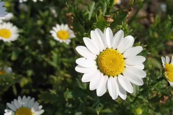 白晶菊怎么浇水(多久浇一次) 白晶菊怎么养能够爆盆