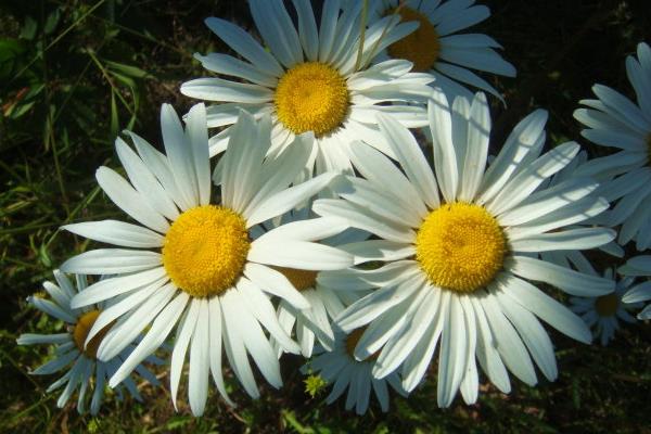 白晶菊怎么浇水(多久浇一次) 白晶菊怎么养能够爆盆