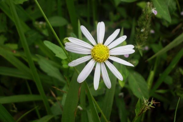 白晶菊怎么浇水(多久浇一次) 白晶菊怎么养能够爆盆