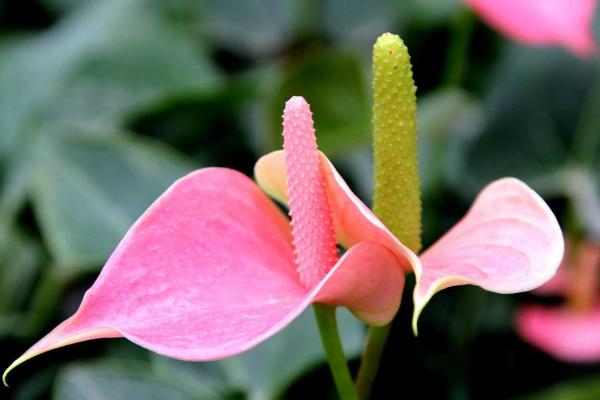 粉掌怎么浇水 粉掌烂根的处理方法