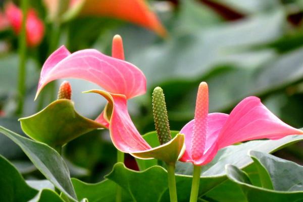 粉掌怎么浇水 粉掌烂根的处理方法