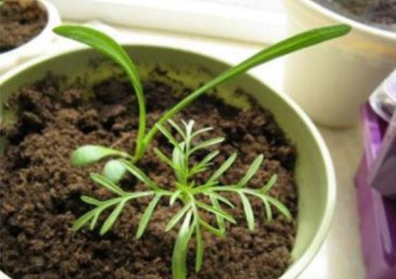 波斯菊种子市场价格多少钱一斤 波斯菊种子什么时候种