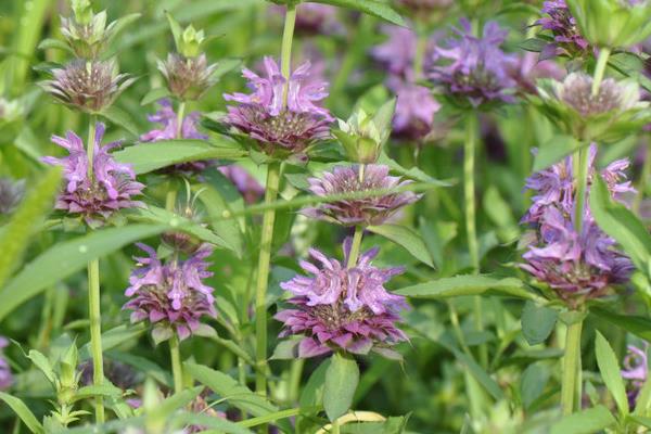 美国薄荷什么季节播种 美国薄荷繁殖方法