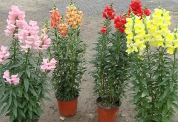 金鱼草怎么养 金鱼草的养殖方法与注意事项