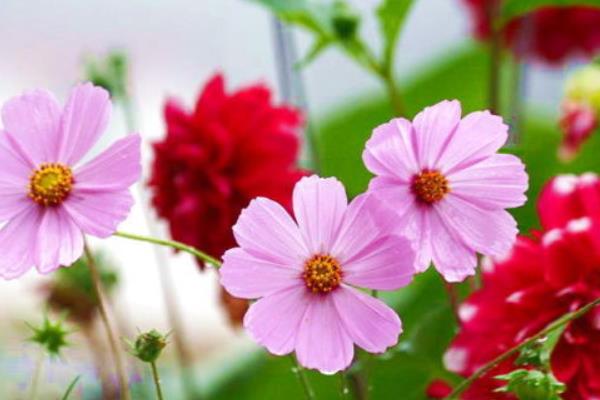 波斯菊是格桑花吗 波斯菊和格桑花的区别是什么