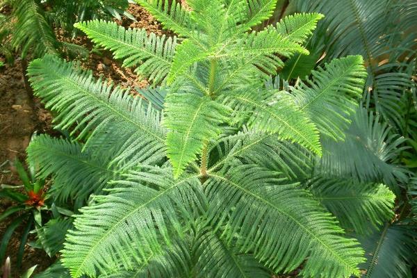 南洋杉种子市场价格多少钱一斤  南洋杉的作用