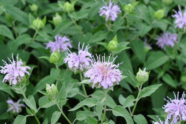 美国薄荷能吃吗 美国薄荷叶片有毒吗