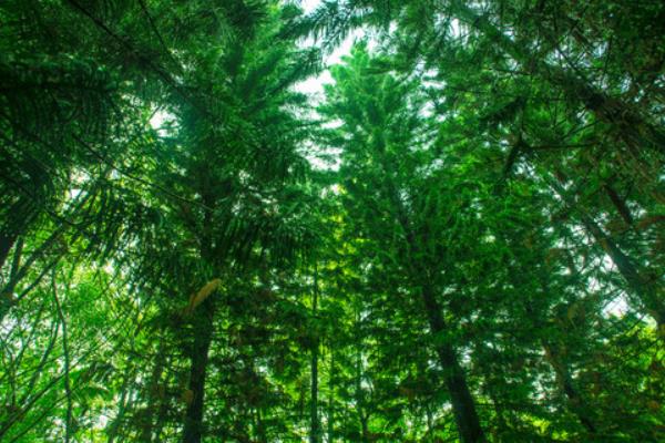 南洋杉是风水树吗 南洋杉放家庭哪个地方好(风水禁忌)