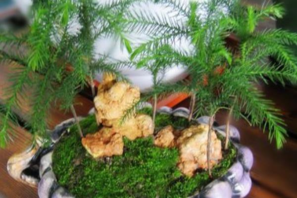 南洋杉是风水树吗 南洋杉放家庭哪个地方好(风水禁忌)