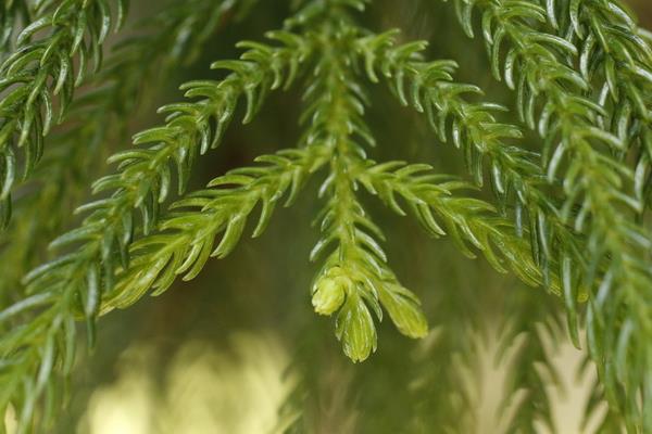 南洋杉是风水树吗 南洋杉放家庭哪个地方好(风水禁忌)