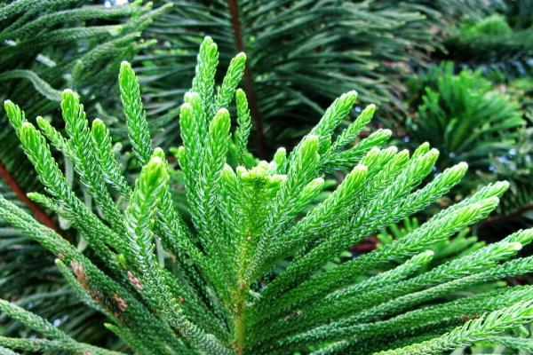 南洋杉是风水树吗 南洋杉放家庭哪个地方好(风水禁忌)