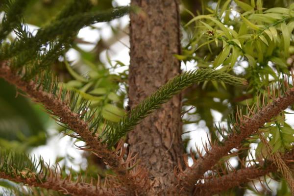 南洋杉是风水树吗 南洋杉放家庭哪个地方好(风水禁忌)
