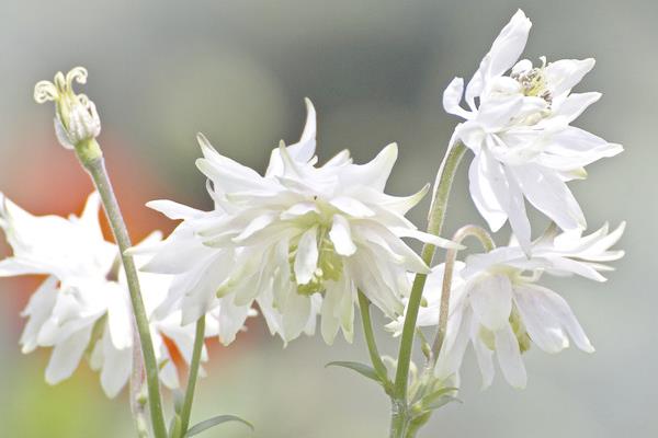 雏菊干花怎么制作 雏菊的功效和作用
