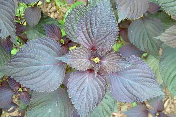 健康水和紫苏水哪个好(区别是什么) 紫苏的作用