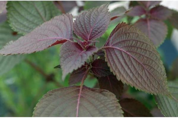 健康水和紫苏水哪个好(区别是什么) 紫苏的作用