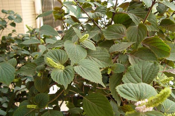 健康水和紫苏水哪个好(区别是什么) 紫苏的作用